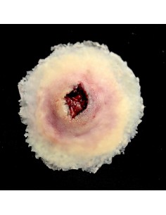 Didelė Šautinės (Įeinančios) Žaizdos Imitacija