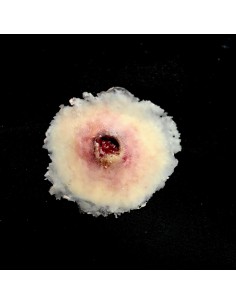 Maža Šautinės (Įeinančios) Žaizdos Imitacija