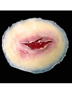 Vidutinė plėštinės žaizdos imitacija medicinos mokymams