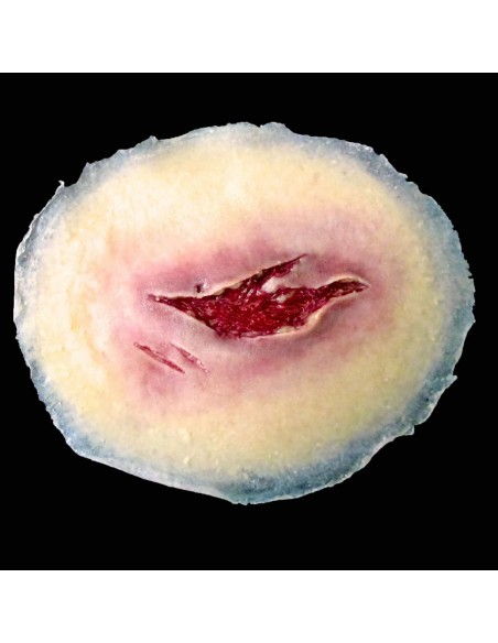 Vidutinė Plėštinės Žaizdos Imitacija